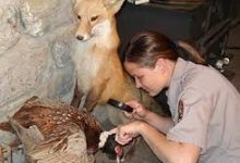 PEST CONTROL