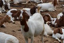 EFFECTS OF LACK OF CARE ON THE GROWING ANIMALS﻿