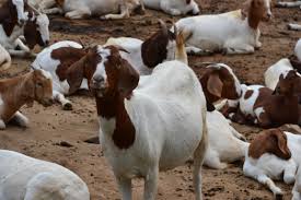 EFFECTS OF LACK OF CARE ON THE GROWING ANIMALS