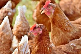 SIGNS OF ILL HEALTH IN CHICKEN