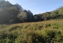 METHODS OF CONTROLLING WEEDS